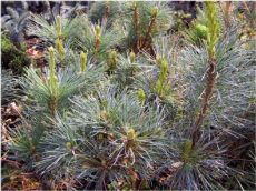 BRODA the reproduction of coniferous and deciduous trees